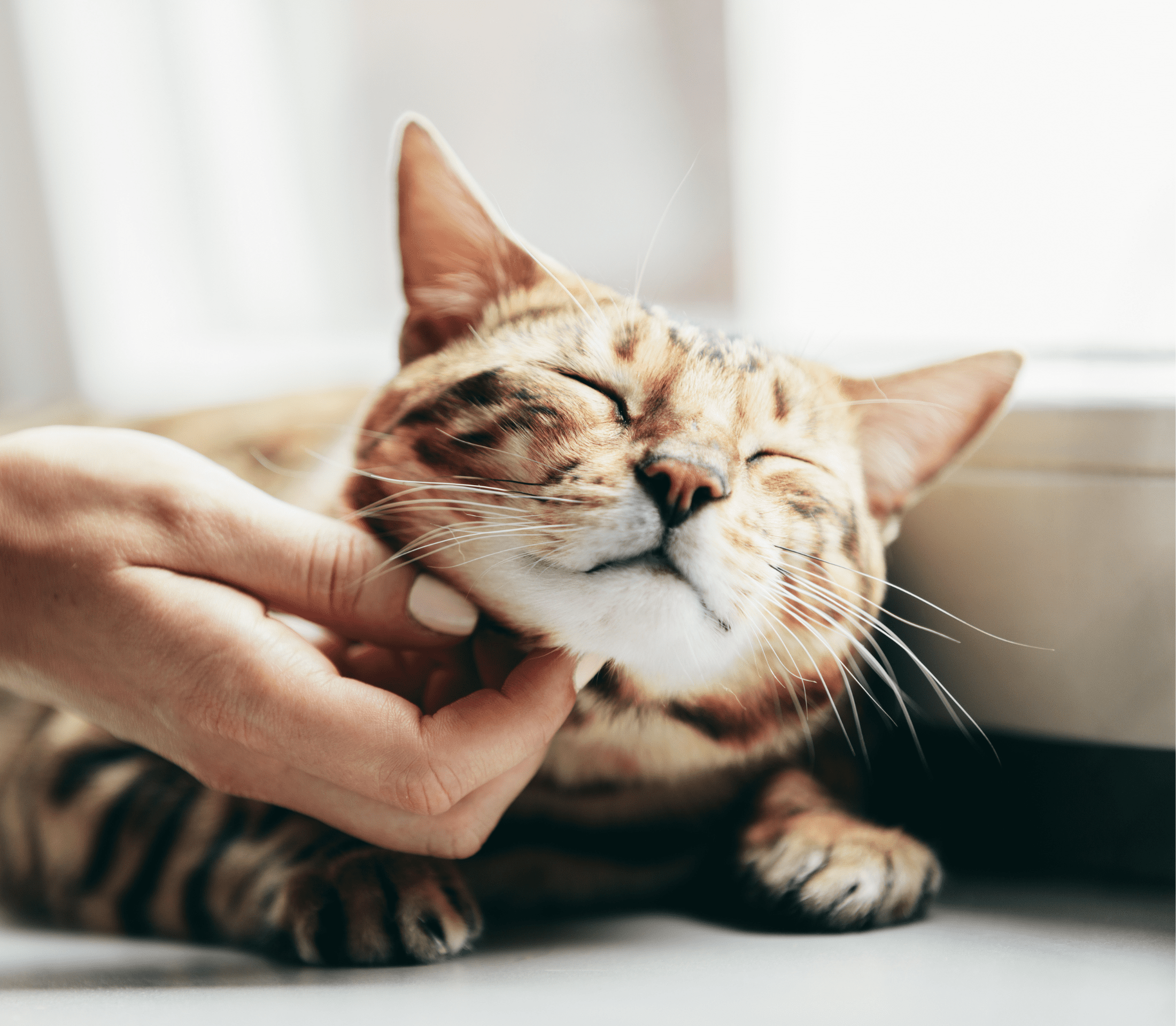 Brownish cat with human hand giving him a neck rub