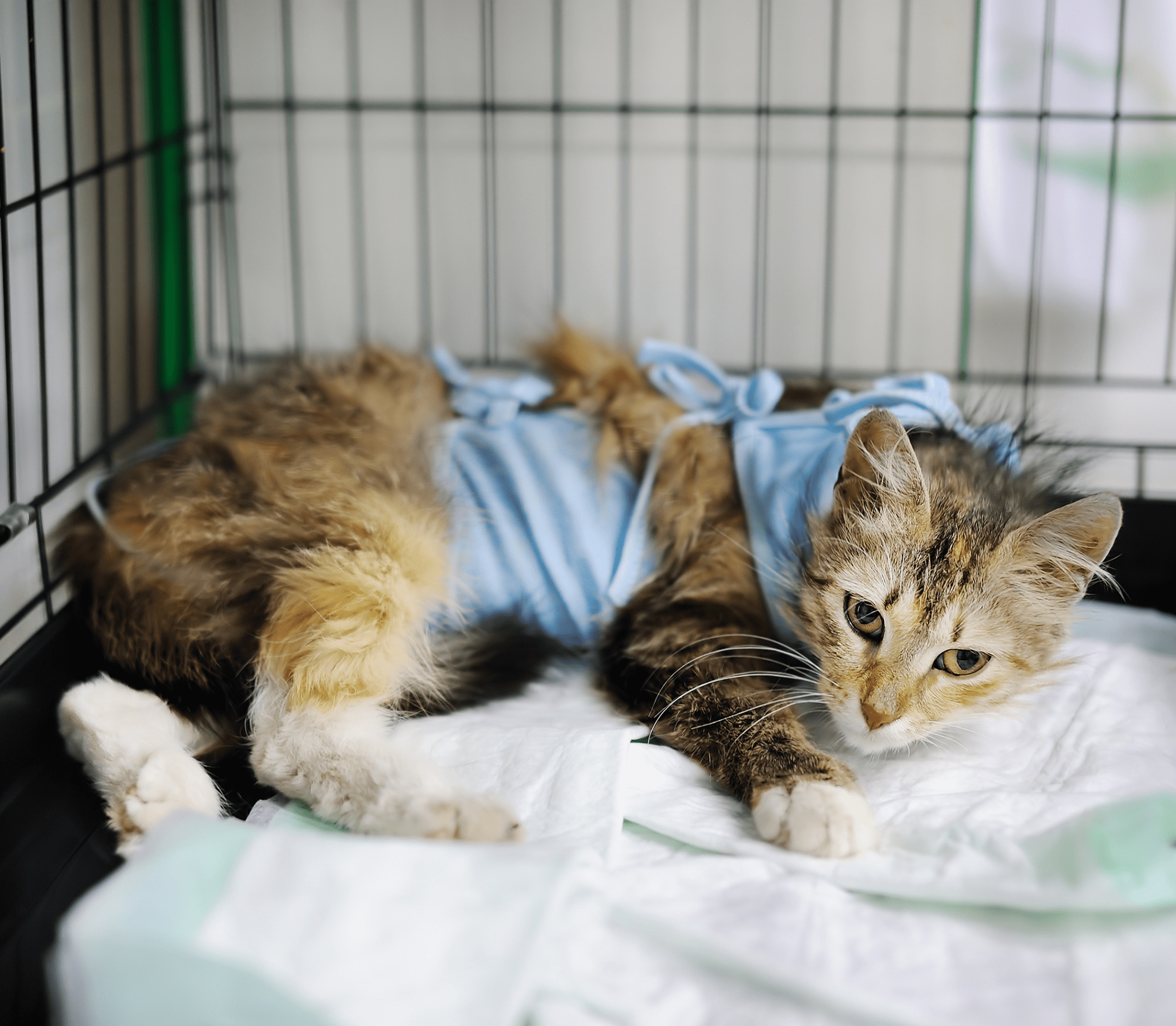 Brownish cat inside a cage with plasters on the body
