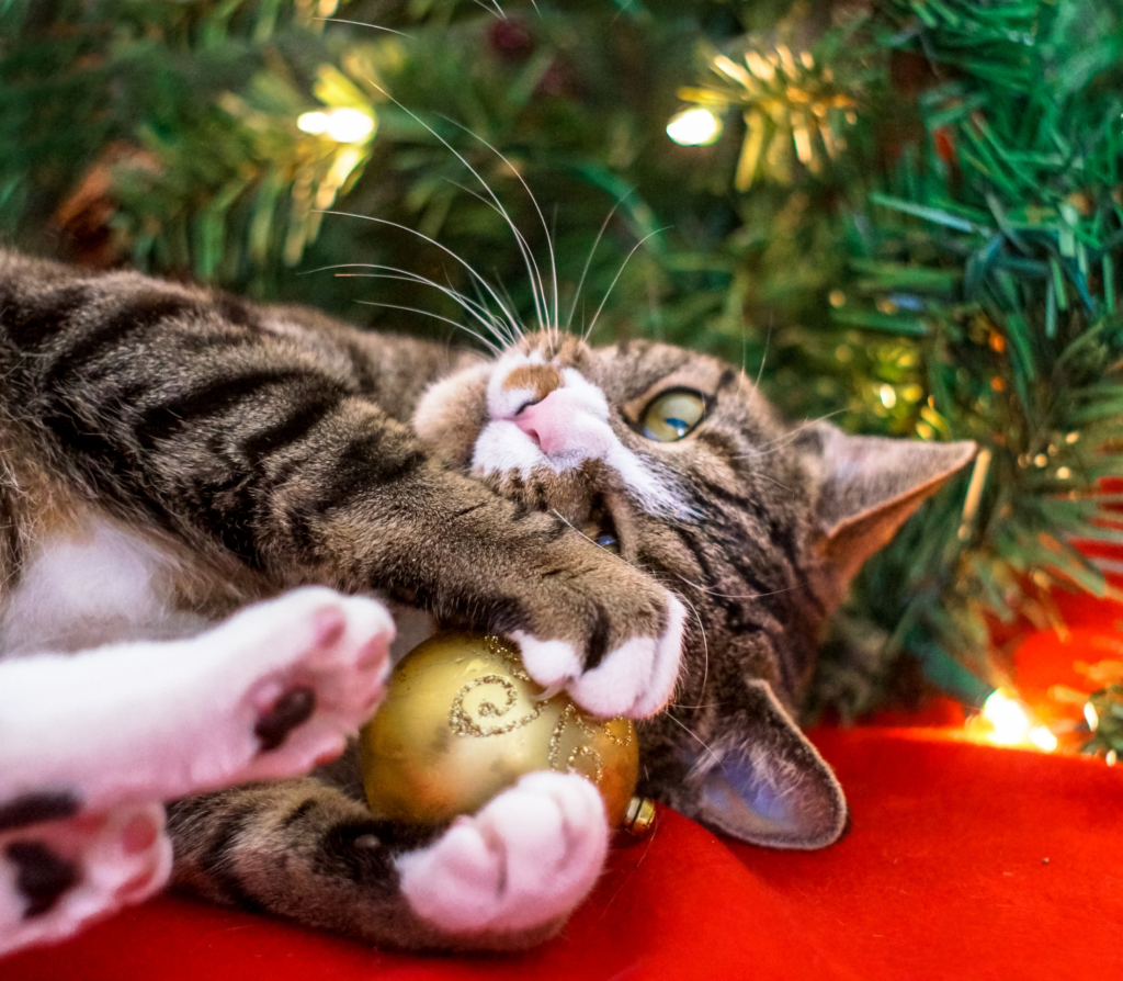 Tabby cat rolling with a golden ball under a christmas tree